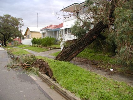 fallentree.JPG