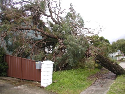 fallentree2.JPG