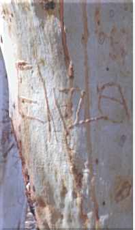 treebark1.jpg